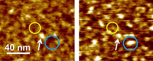 Scanning force microscopy images showing the relief of a graphene oxide flake