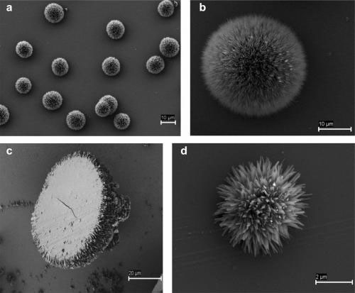 SEM images of molecular pom-poms