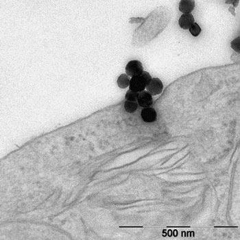 Iron oxide nanoparticles on the surface of a cell