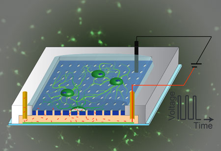 microfluidic chip for stem cell differentiation
