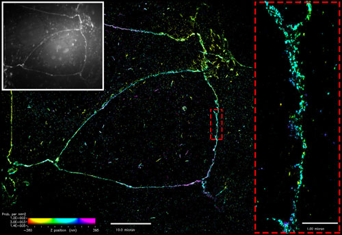 Superresolution imaging of E-cadherin at the cell membrane