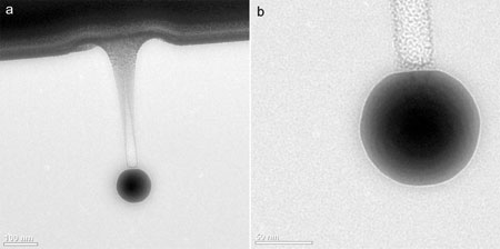 Nanopore formed by gold nanoparticle