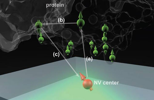 Nitrogen vacancy (NV) centers in diamond could potentially determine the structure of single protein molecules