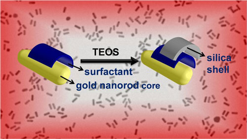 coating gold nanorods with silica shells