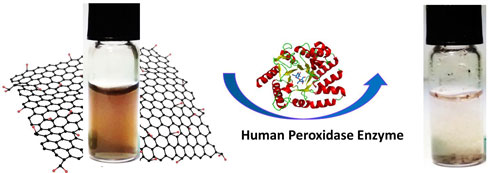Graphene oxide suspensions before and after degradation by a human enzyme