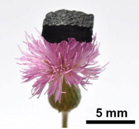 Side-view optical image of bulk graphene framework on a flower