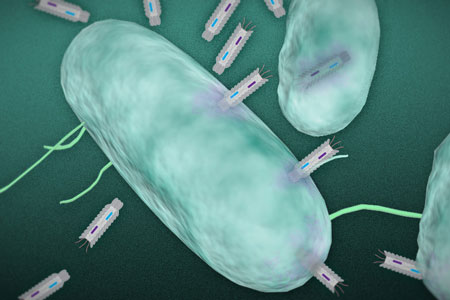 phagemid plasmids infect a targeted bacteria