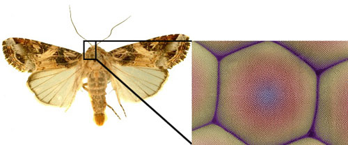 Moth eyes are highly antireflective due to their surface nanostructure