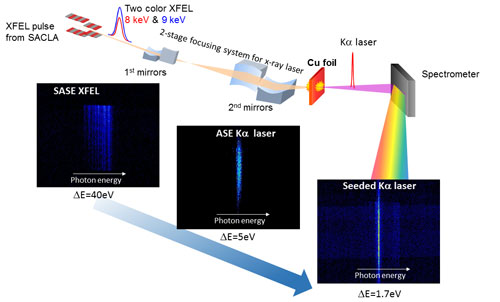 High coherent X-ray laser generated with pump ad seed XFEL pulses
