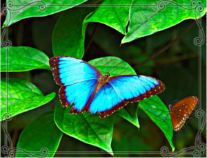 Iridescent wings of a Morpho butterfly