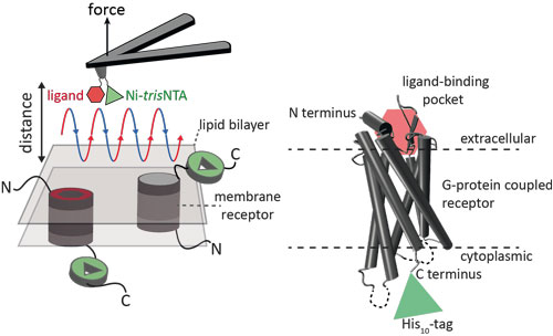 nanoscopic tools to study ligand-binding of receptors