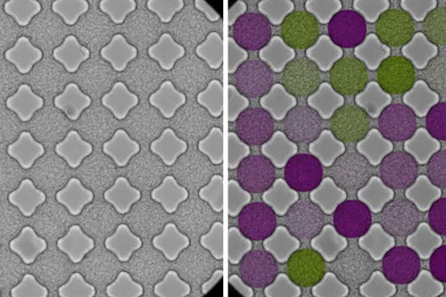 As bacteria stream through a microfluidic lattice, they synchronize and swim in patterns similar to those of electrons flowing through a magnetic material
