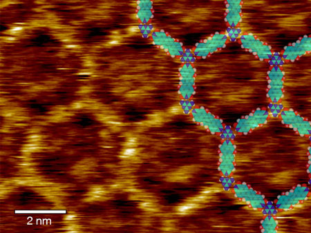 Scanning tunneling microscopic topography of melamine linked terrylene-diimide molecules with inserted model of the molecular nertwork
