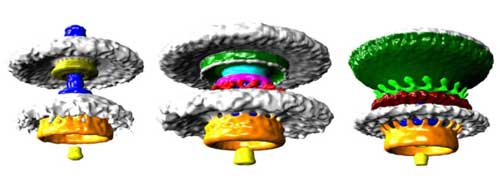 3-D images of bacterial motors