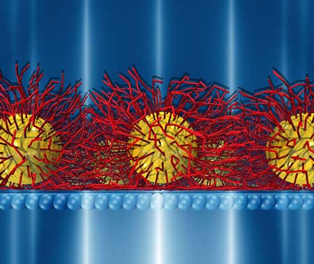 MD simulation shows membranes with an asymmetric molecular distribution of about 0.6 nm; yellow = gold; red = organo-thiol ligand molecules