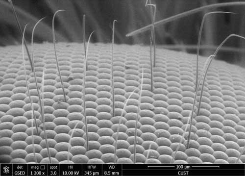  Scanning Electron Microscope (SEM) image of a moth eye
