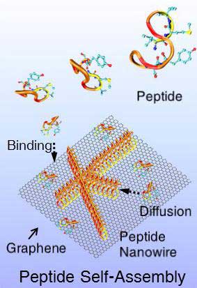  peptides self-assembling into nanowires on a 2-D surface of graphene
