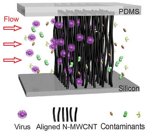 Illustration of size-based virus enrichment by the aligned carbon nanotube array