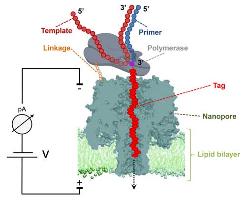 sequencing engine consists of an open pore build of six subunits embedded in a lipid membrane