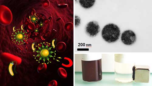 Bacteria can be removed by magnetic blood purification