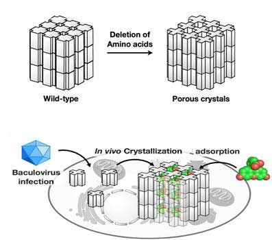 Increase of PhC Porosity by Deletion of Amino Acids Located on the Molecular Interface