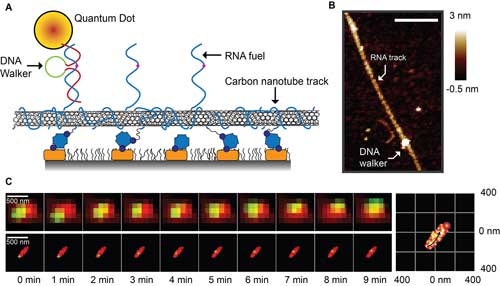 exploring thewalking mechanism behind a DNA walking system