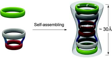 Self-assembling peptide nanotube