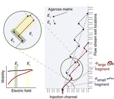 By applying electric fields in two directions, larger and smaller fragments move in a different way and exit at different micro channels