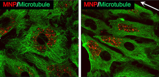 Fluorescent iron-oxide nanoparticles glow in endothelial cells