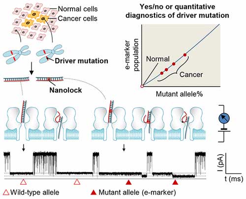 nanolock–nanopore method for single-molecule detection of a serine/threonine protein kinase gene BRAF V600E mutation