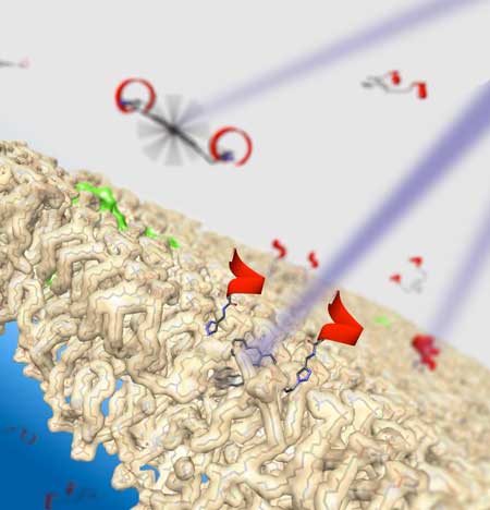 Motorized molecules that target diseased cells may deliver drugs to or kill the cells by drilling into the cell membranes