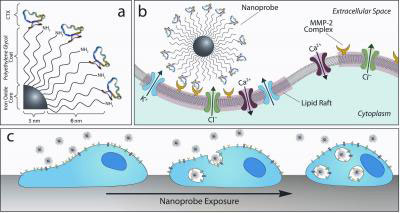 In a, chlorotoxin molecules, colored blue and green, attach themselves to a central nanoparticle.