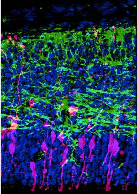 Demonstration of the modified Fucci method in neural progenitor cells within the developing cerebral cortex of a mouse
