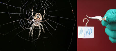 Adding metals makes spider silk significantly tougher