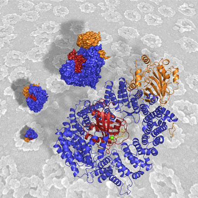 Am Kern-Exportrezeptor CRM1 (blau) binden der molekulare Schalter RanGTP (rot) und das Frachtmolekül Snurportin (orange) weit entfernt voneinander