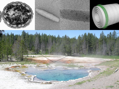 The image shows a hot spring in Yellowstone National Park Montana, a site where bacteria containing chlorosomes can be found in the brightly colored mats. At the upper left is a thin-section electron micrograph of the green sulfur bacterium Chlorobaculum tepidum, showing chlorosomes along the periphery of the cells as light-colored ovals. The next image is an electron micrograph of an isolated chlorosome from the bchQRU mutant, and the next image is a cryo-electron micrograph of the same. Finally, the last panel at the right shows a molecular model of the chlorophylls in the chlorosome. Individual chlorophyll molecules are illustrated in green and show their hydrophobic tails pointing outward.