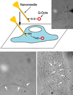 Schematic illustrating the strategy of the nanoneedle-based delivery of bioprobes into the cell, along with the combined fluorescence and bright-field images showing the nanoneedle penetrating through the cell membrane, and the quantum dots (in red) target-delivered into the cytoplasm and the nucleus of a living cell