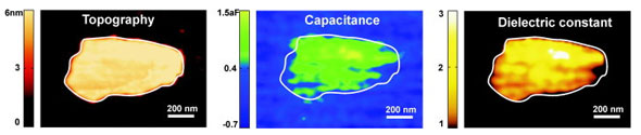 >Nanoscale dielectric imaging of a single layer of Purple Membrane on graphite