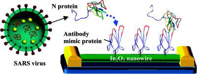 Antibody mimic protein is tailored to attach to nanowire base at one end, leaving biologically active area open for detection