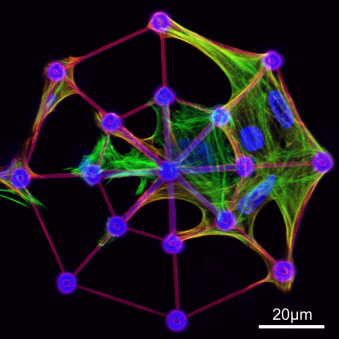 >Growing cells in a coated, three-dimensionsl glas structure