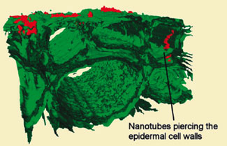 >Carbon nanotubes pierce root cells