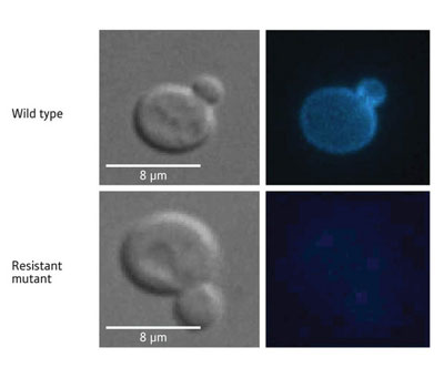 Localization of a novel antifungal compound (left) visualized by fluorescent microscopy (right). The upper panels show normal (wild type) cells and the lower panels show a cell containing a mutant gene resistant to the compound.