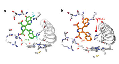 >The crystal structures of the binding pockets in StaP containing (a) CCA in which water (Wat644) is absent, and (b) CPA