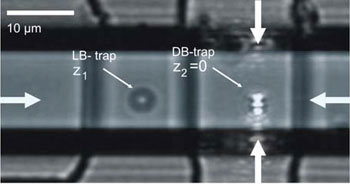 The integrated optical trap allows independent manipulation of trapped microbeads as shown in this view of two microbeads trapped by two different dual-beam traps
