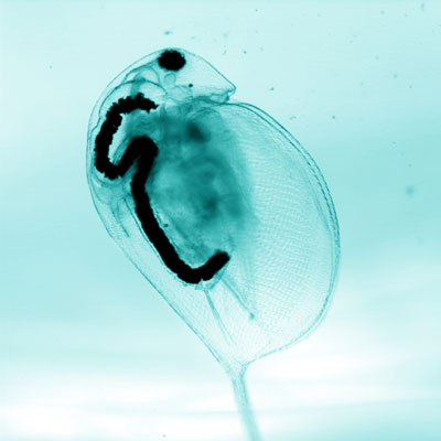 >A Clemson scientist is studying how carbon nanotubes affect the tiny water flea, or daphnia