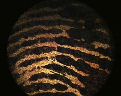 Optical microscope image of a fingerprint on brass