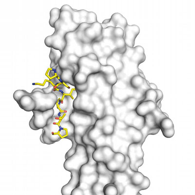 Über die Aminosäurefolge SxIP (farbig) können Proteine genau an das Protein EB1 und damit an die Enden der Mikrotubuli andocken
