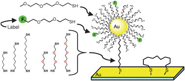 Fluorine-labelled thiols enable tracking of nanoparticle self-assembly
