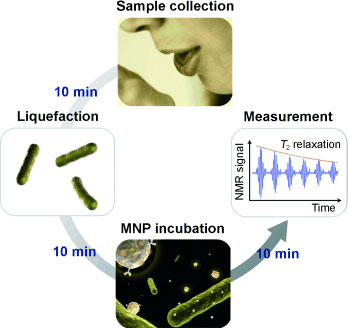 ultrasensitive detection of bacteria