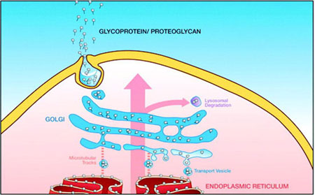 an artificial version of the Golgi organelle